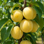 Stĺpovitá slivko-marhuľa (Prunus hybrid) ‘MIRACOSE’ - výška 110-130 cm, kont. C7L
